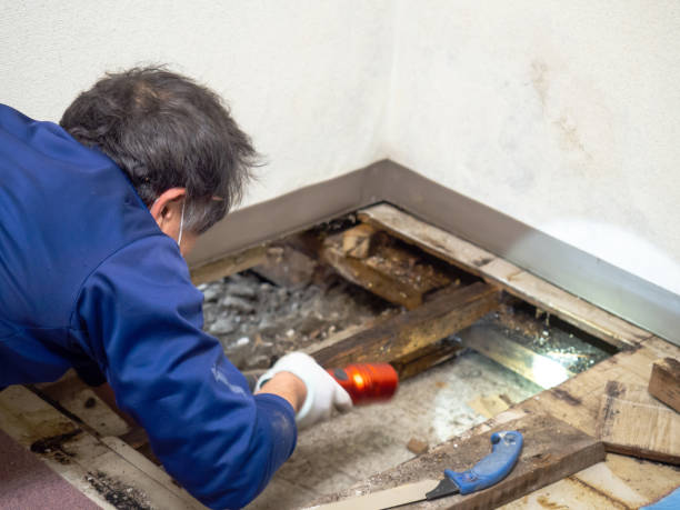 Best Localized Mold Remediation (e.g., coastal areas, humid climates) in Haslett, MI