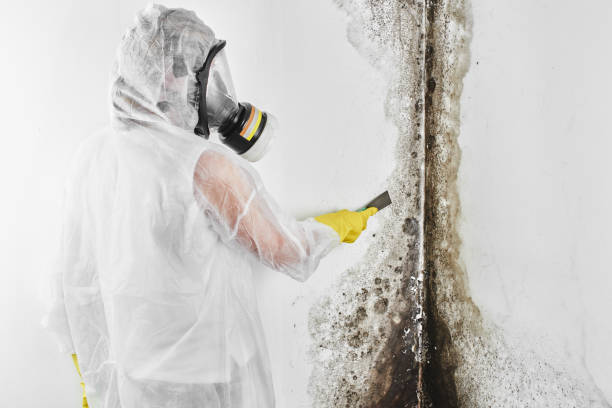  Haslett, MI Mold Removal Pros
