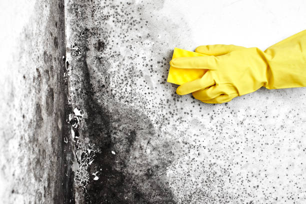 Best Basement Mold Remediation in Haslett, MI
