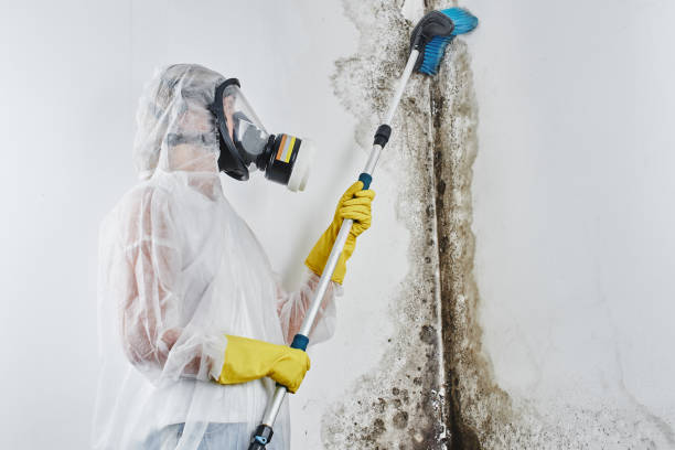 Best Health and Safety Mold Remediation in Haslett, MI