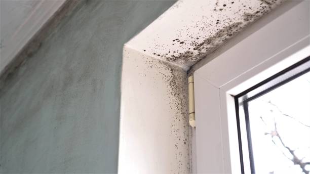 Best Insurance-Related Mold Remediation in Haslett, MI