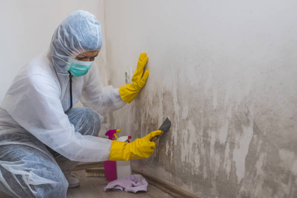 Best Post-Flood Mold Remediation in Haslett, MI