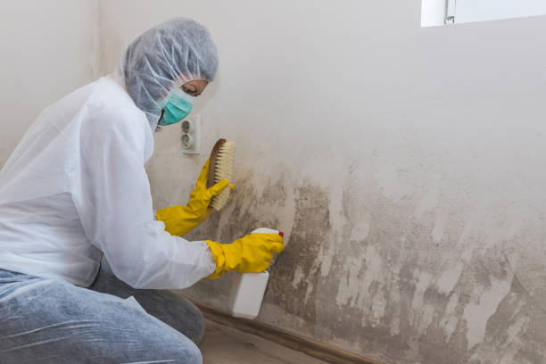 Best Industrial Mold Remediation in Haslett, MI