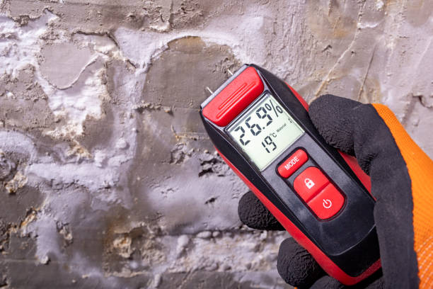 Best Black Mold Remediation in Haslett, MI