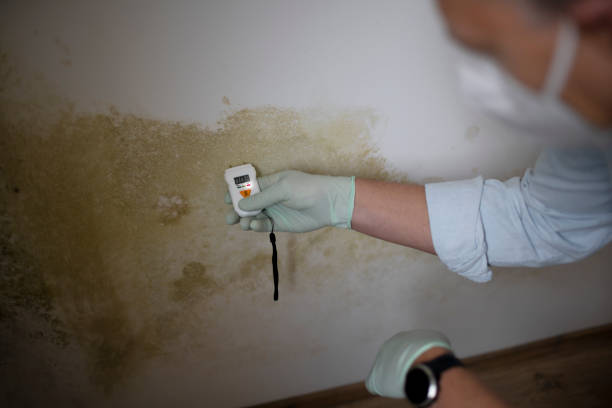 Best Preventive Mold Services in Haslett, MI