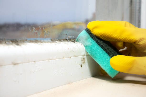 Best Mold Testing and Inspection Services in Haslett, MI