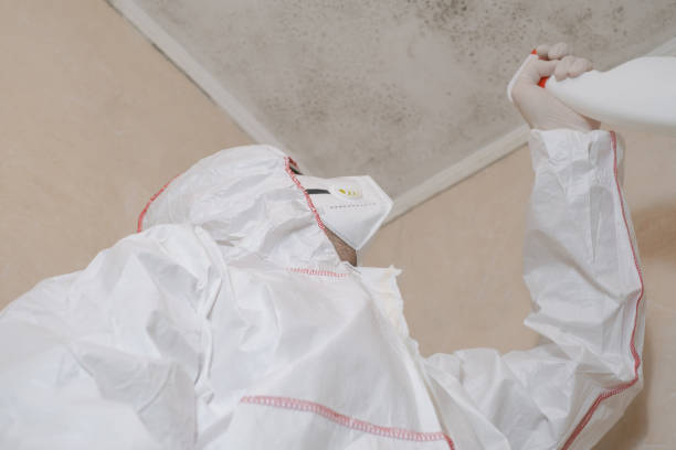 Best Basement Mold Remediation in Haslett, MI