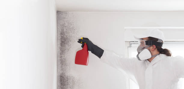 Best Basement Mold Remediation in Haslett, MI