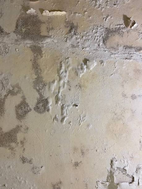 Best Kitchen Mold Remediation in Haslett, MI