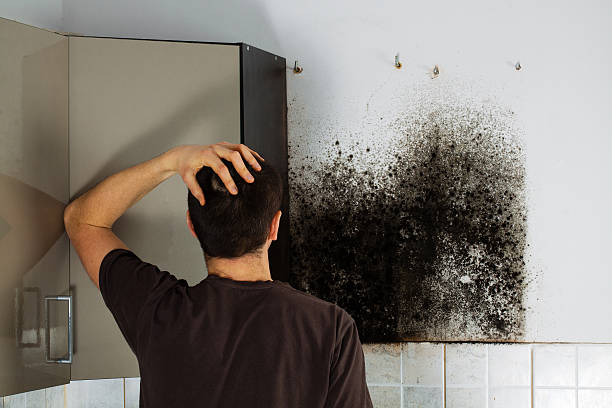 Best Residential Mold Remediation in Haslett, MI